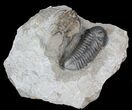 Spine-On-Spine Ceratarges & Austerops Trilobite Association #43685-8